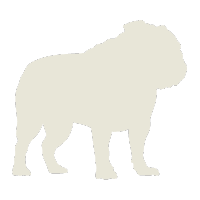 The Bulldog — AI stock analysis specialist