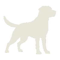 The Labrador — AI stock analysis specialist